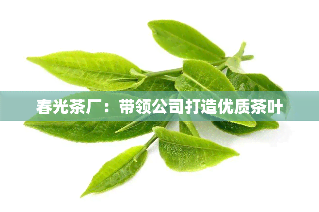 春光茶厂：带领公司打造优质茶叶