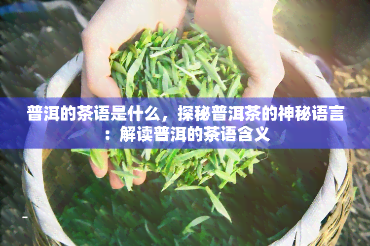 普洱的茶语是什么，探秘普洱茶的神秘语言：解读普洱的茶语含义