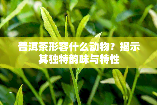 普洱茶形容什么动物？揭示其独特韵味与特性