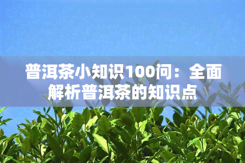 普洱茶小知识100问：全面解析普洱茶的知识点