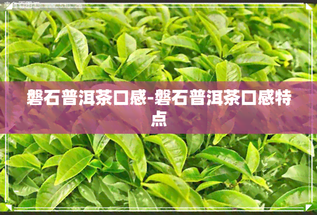 磐石普洱茶口感-磐石普洱茶口感特点