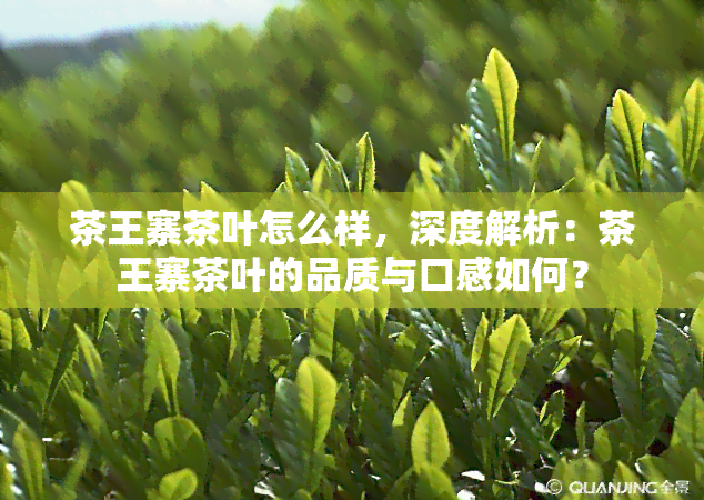 茶王寨茶叶怎么样，深度解析：茶王寨茶叶的品质与口感如何？