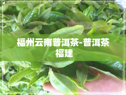 福州云南普洱茶-普洱茶 福建