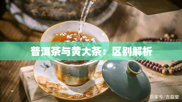 普洱茶与黄大茶：区别解析