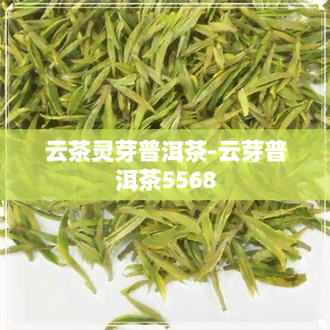 云茶灵芽普洱茶-云芽普洱茶5568