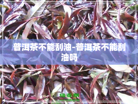 普洱茶不能刮油-普洱茶不能刮油吗