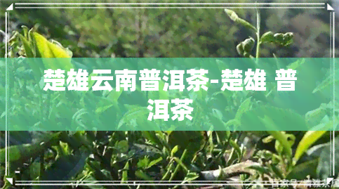 楚雄云南普洱茶-楚雄 普洱茶