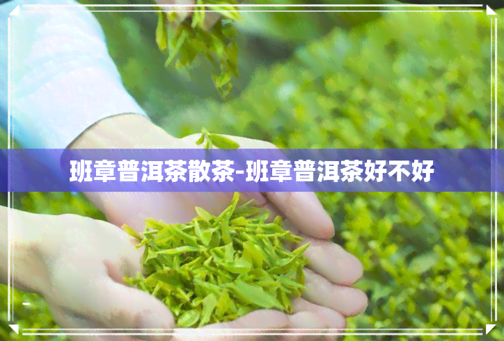 班章普洱茶散茶-班章普洱茶好不好