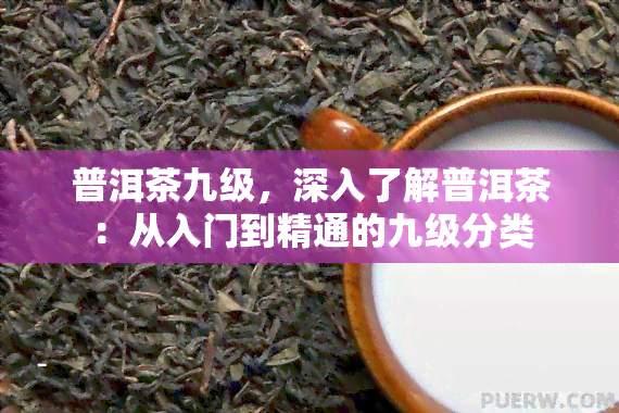 普洱茶九级，深入了解普洱茶：从入门到精通的九级分类