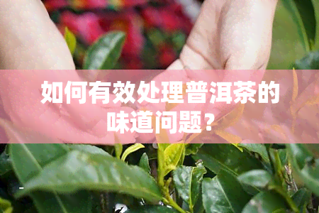 如何有效处理普洱茶的味道问题？