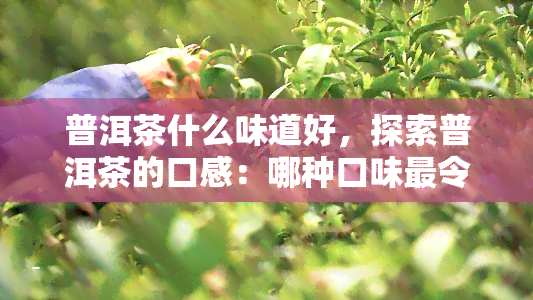 普洱茶什么味道好，探索普洱茶的口感：哪种口味最令人回味无穷？