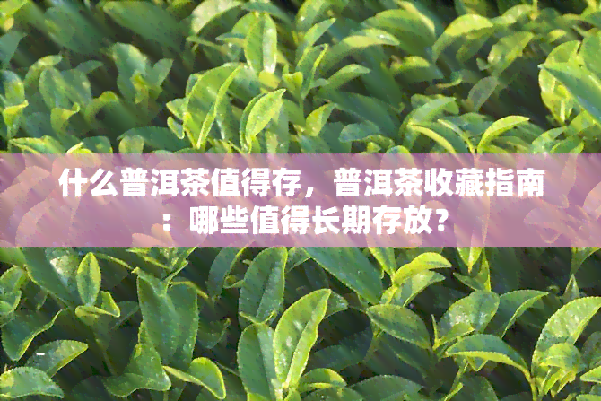 什么普洱茶值得存，普洱茶收藏指南：哪些值得长期存放？