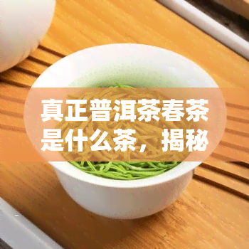 真正普洱茶春茶是什么茶，揭秘真正的普洱茶春茶：你所不知道的知识与特点