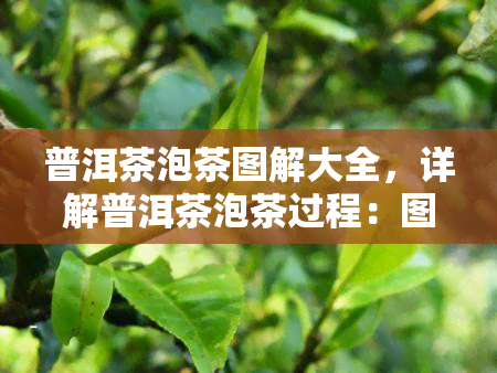 普洱茶泡茶图解大全，详解普洱茶泡茶过程：图解大全让你轻松入门