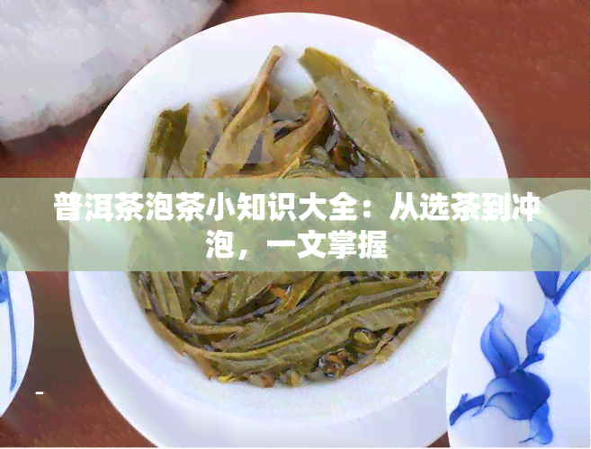 普洱茶泡茶小知识大全：从选茶到冲泡，一文掌握