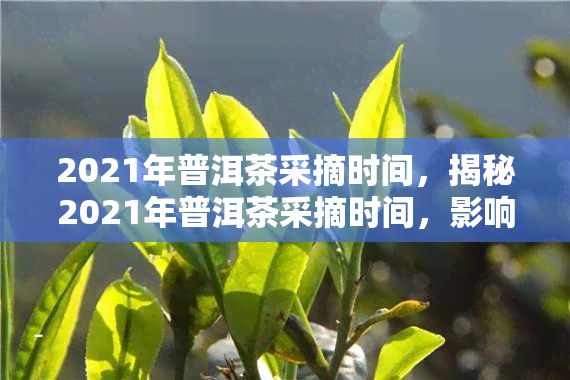 2021年普洱茶采摘时间，揭秘2021年普洱茶采摘时间，影响口感的关键因素！