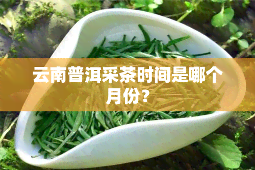 云南普洱采茶时间是哪个月份？