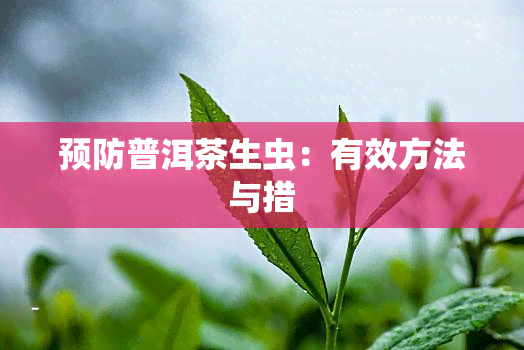 预防普洱茶生虫：有效方法与措