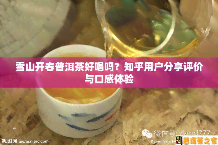 雪山开春普洱茶好喝吗？知乎用户分享评价与口感体验