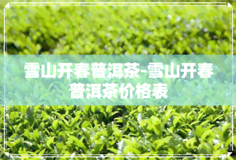 雪山开春普洱茶-雪山开春普洱茶价格表