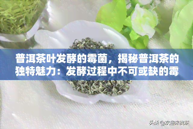 普洱茶叶发酵的霉菌，揭秘普洱茶的独特魅力：发酵过程中不可或缺的霉菌作用