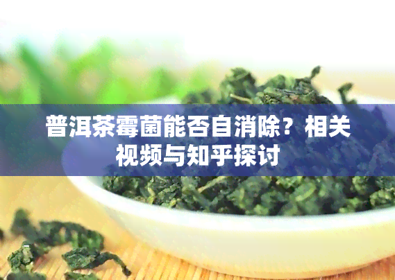 普洱茶霉菌能否自消除？相关视频与知乎探讨