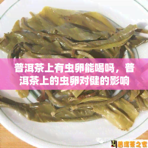 普洱茶上有虫卵能喝吗，普洱茶上的虫卵对健的影响：能否安全饮用？