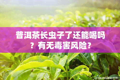 普洱茶长虫子了还能喝吗？有无害风险？