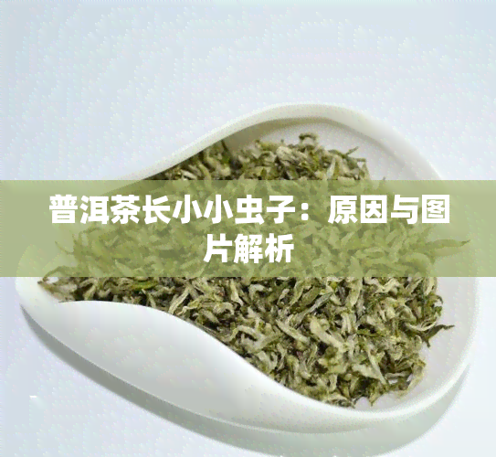 普洱茶长小小虫子：原因与图片解析