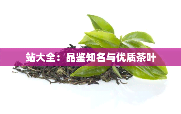 站大全：品鉴知名与优质茶叶