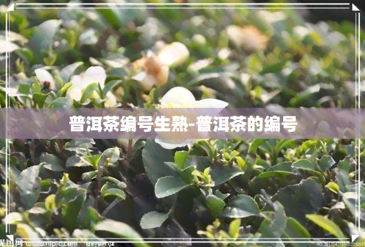 普洱茶编号生熟-普洱茶的编号