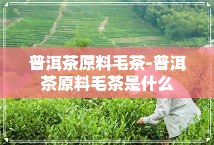 普洱茶原料毛茶-普洱茶原料毛茶是什么