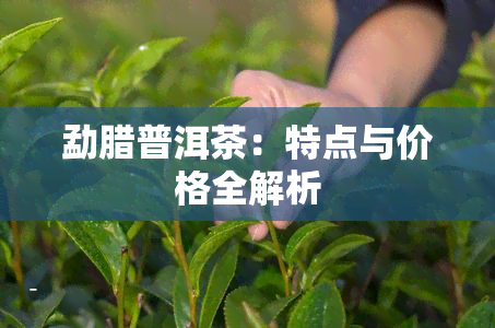 勐腊普洱茶：特点与价格全解析