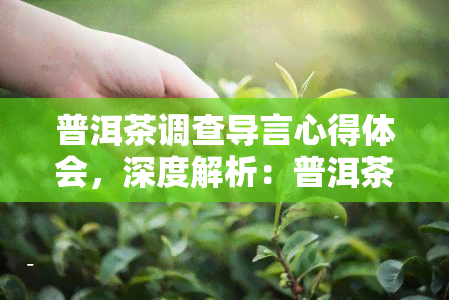 普洱茶调查导言心得体会，深度解析：普洱茶调查的导言与心得体会