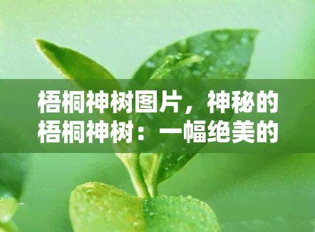 梧桐神树图片，神秘的梧桐神树：一幅绝美的自然画卷