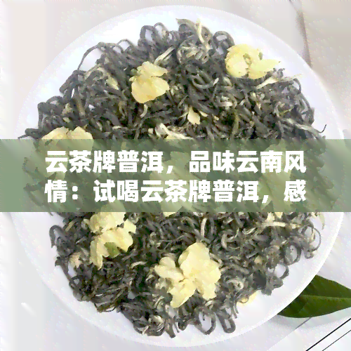 云茶牌普洱，品味云南风情：试喝云茶牌普洱，感受独特的茶叶魅力