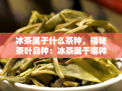 冰茶属于什么茶种，揭秘茶叶品种：冰茶属于哪种茶种？