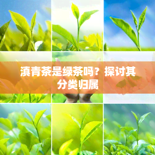 滇青茶是绿茶吗？探讨其分类归属