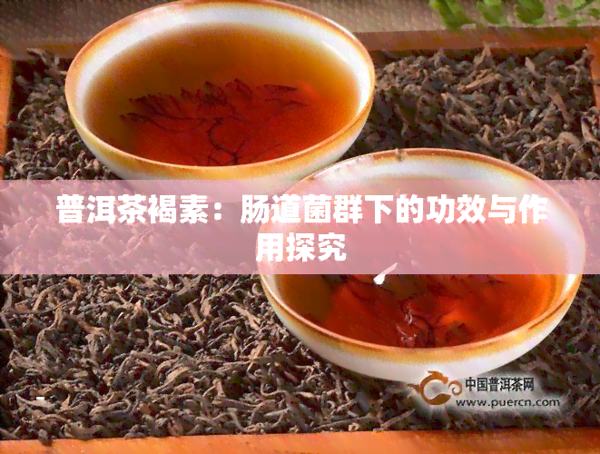 普洱茶褐素：肠道菌群下的功效与作用探究