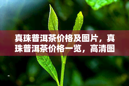 真珠普洱茶价格及图片，真珠普洱茶价格一览，高清图片大放送！