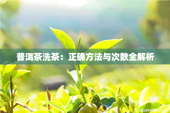 普洱茶洗茶：正确方法与次数全解析