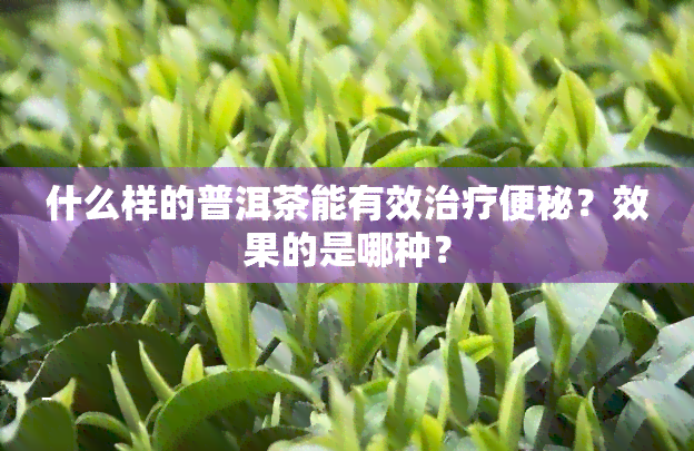 什么样的普洱茶能有效治疗便秘？效果的是哪种？