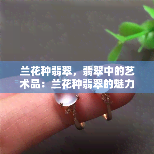 兰花种翡翠，翡翠中的艺术品：兰花种翡翠的魅力探析