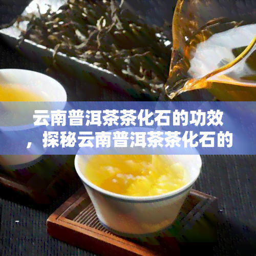 云南普洱茶茶化石的功效，探秘云南普洱茶茶化石的神奇功效