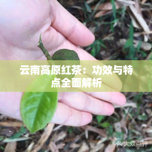 云南高原红茶：功效与特点全面解析