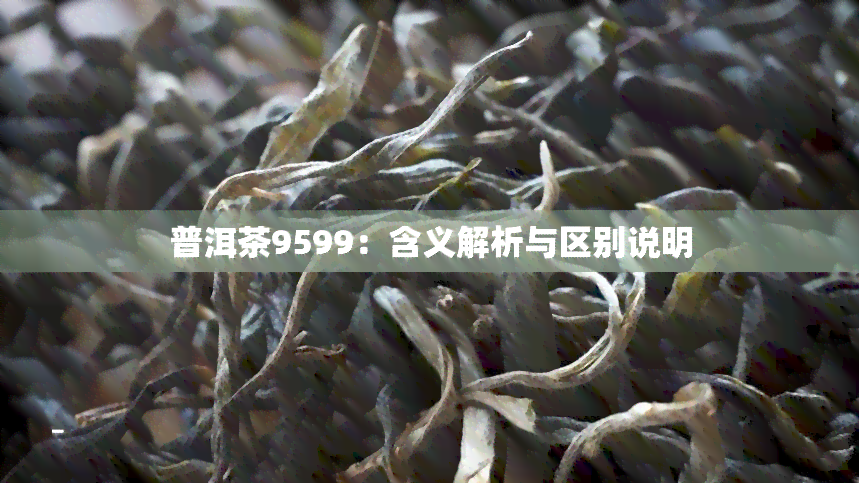 普洱茶9599：含义解析与区别说明