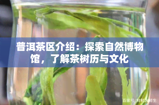 普洱茶区介绍：探索自然博物馆，了解茶树历与文化