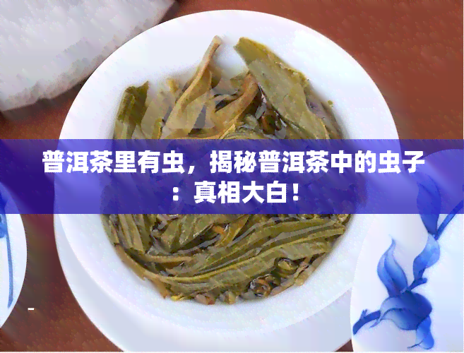 普洱茶里有虫，揭秘普洱茶中的虫子：真相大白！