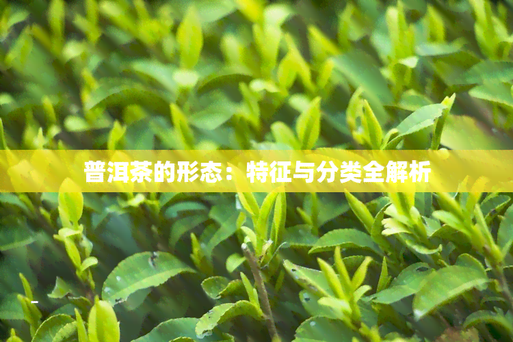 普洱茶的形态：特征与分类全解析