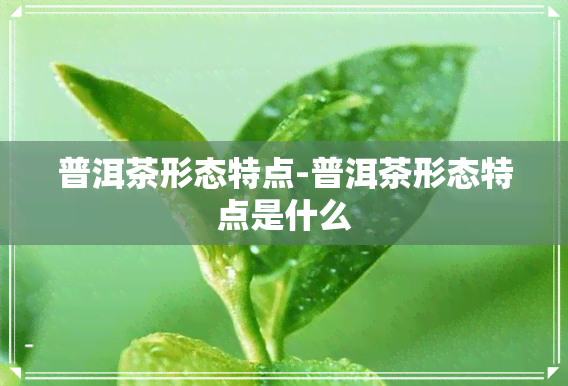 普洱茶形态特点-普洱茶形态特点是什么